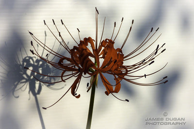 Lilly 20 X 16 Photo