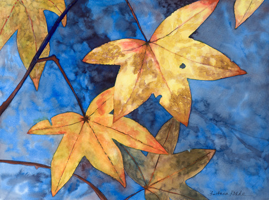 Barbara Rohde Sweet Gum Print